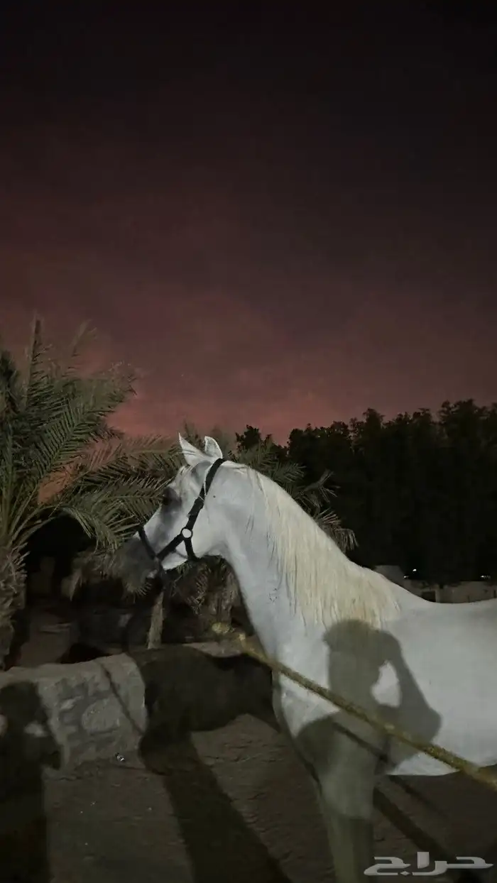اسطبل 4