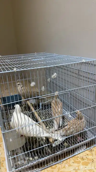 قمري هولندي 0