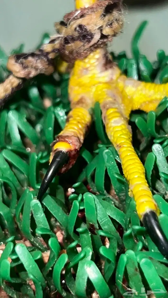 بكه او بجه 5