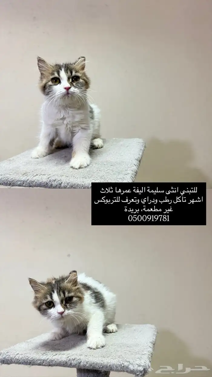 قطة للتبني شيرازي 1