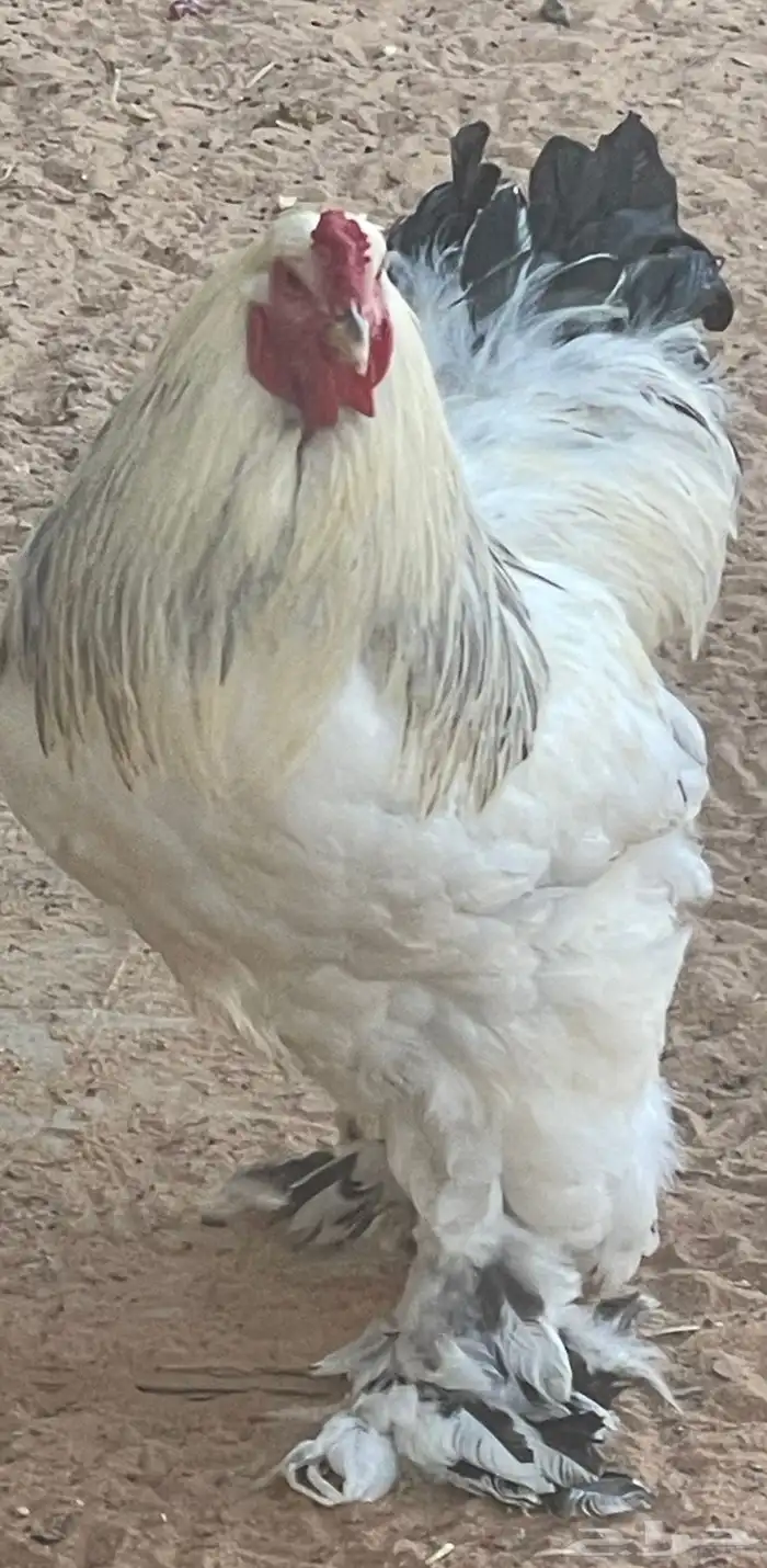 ديكين براهما صنف 0