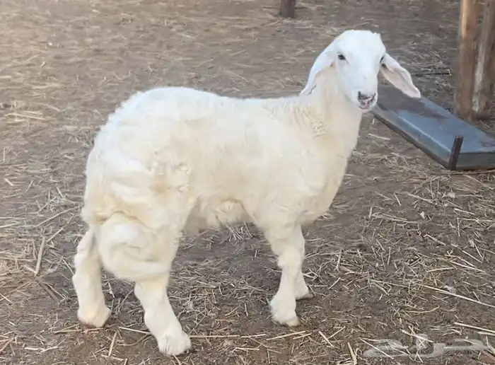 خروف حري كفو 6