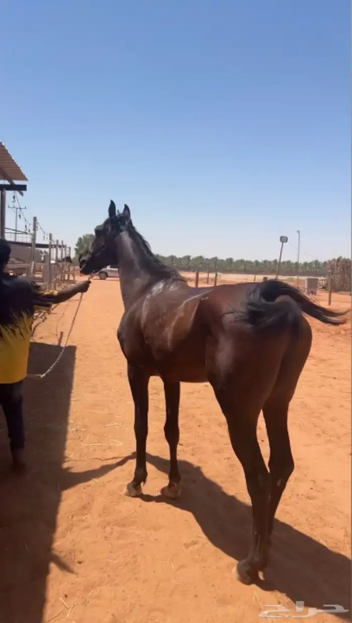 حصان جزيري فحل 0