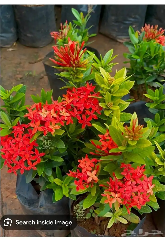 مشتل ابراهيم الزهراني لبيع الاشجار و الشتلات 9