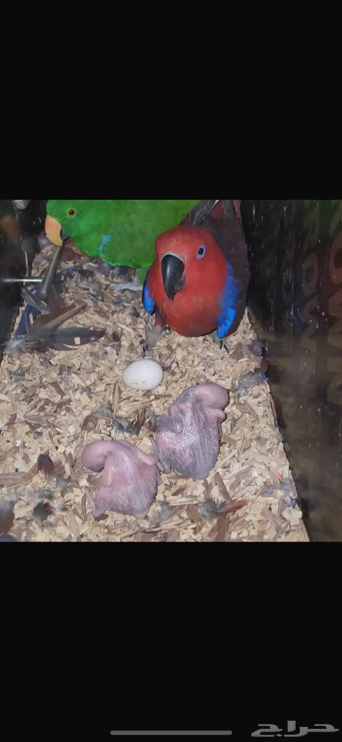 للبيع ذكر اكلكتوس حجم و منتج 1