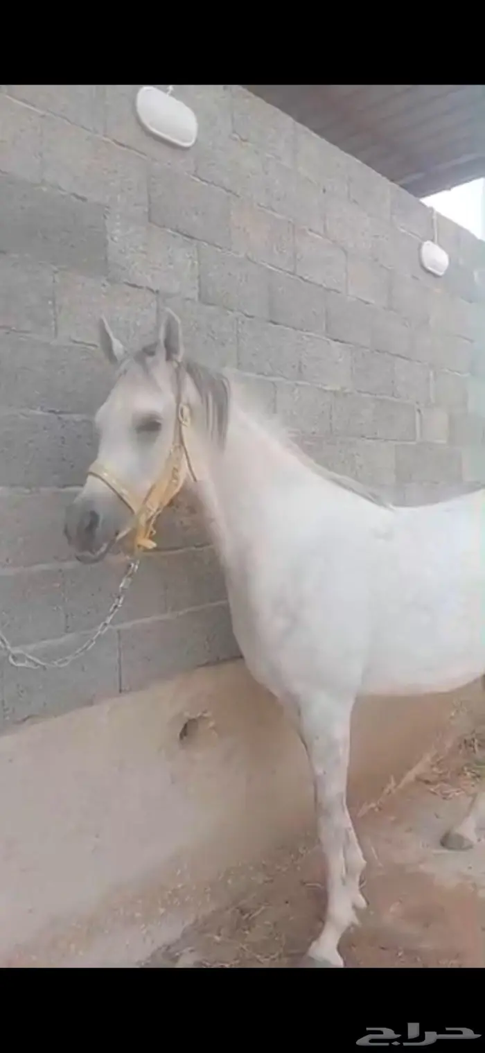 فرس حفيدت عجمان منسيوني 1