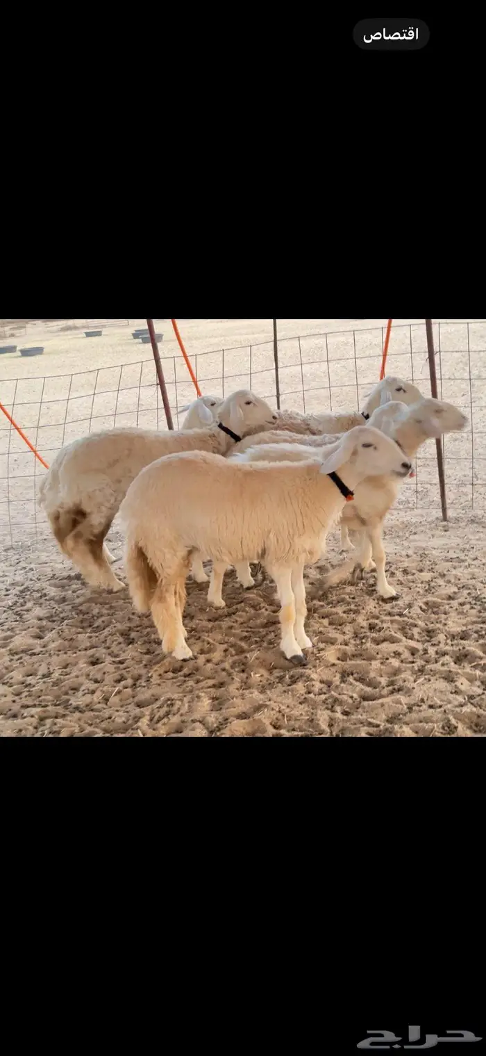 رخال صنف جذعة و ثنية فقط 3