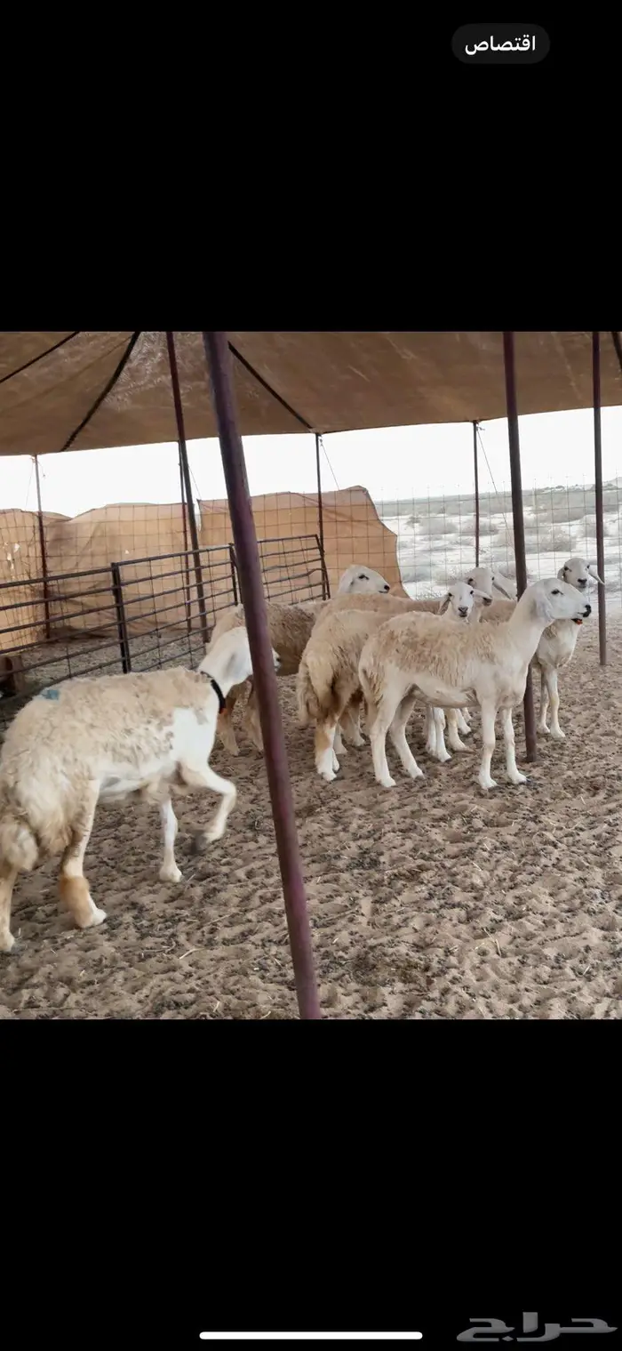رخال صنف جذعة و ثنية فقط 2