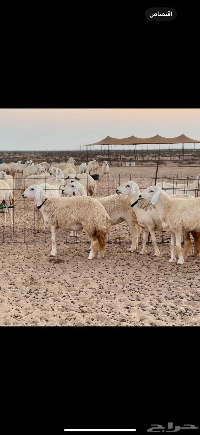 رخال صنف جذعة و ثنية فقط 1