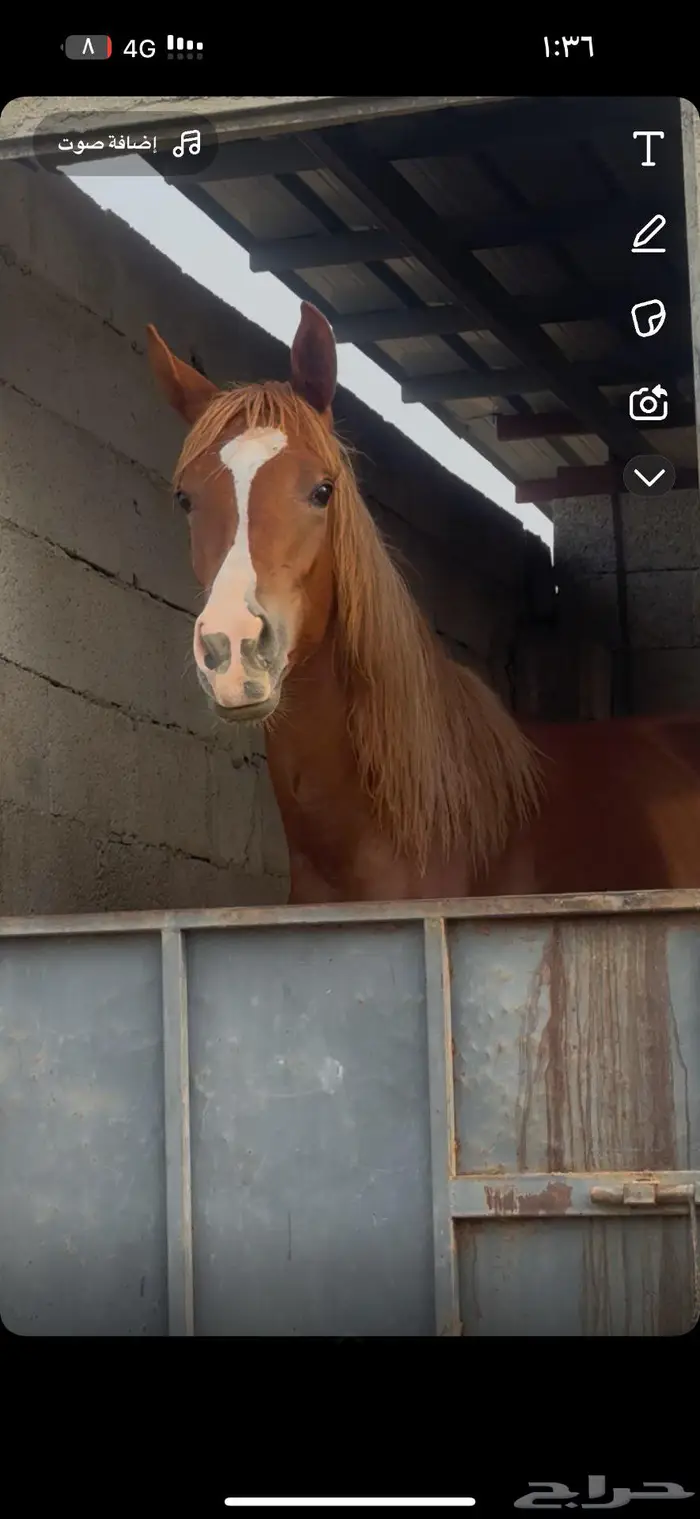 مهره شقراء العمر سنه تمتلك راس جميل لعوبه وشوال وشخره 1