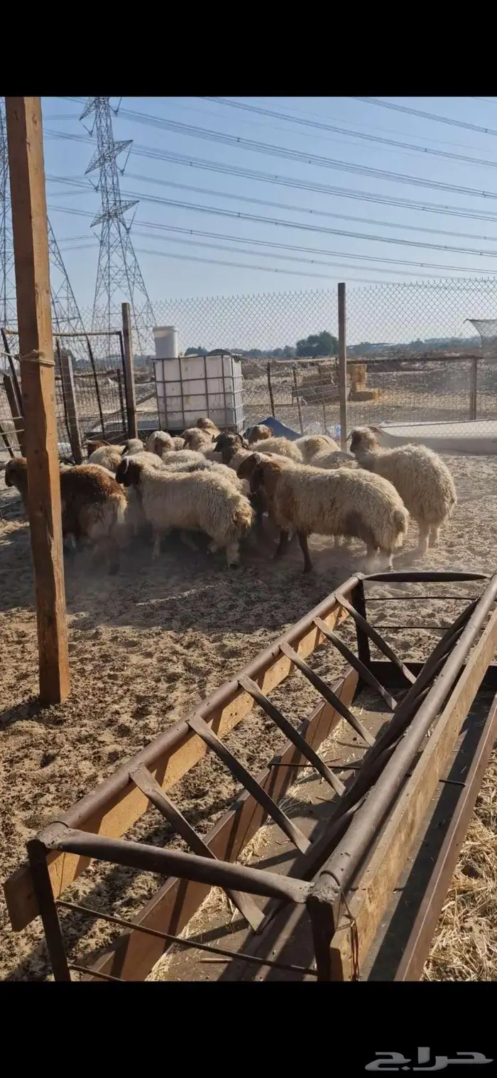 ذبايح نعيم حري تيوس 6