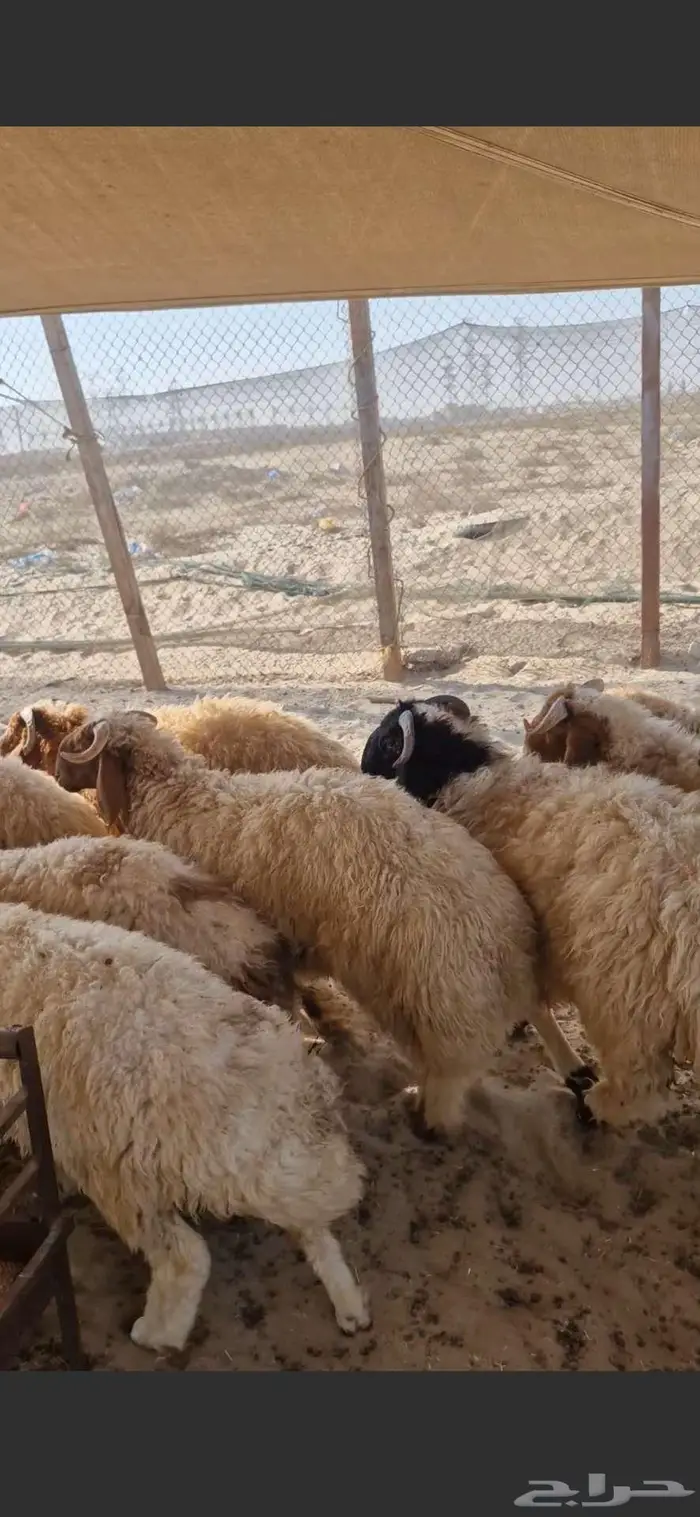 ذبايح نعيم حري تيوس 2