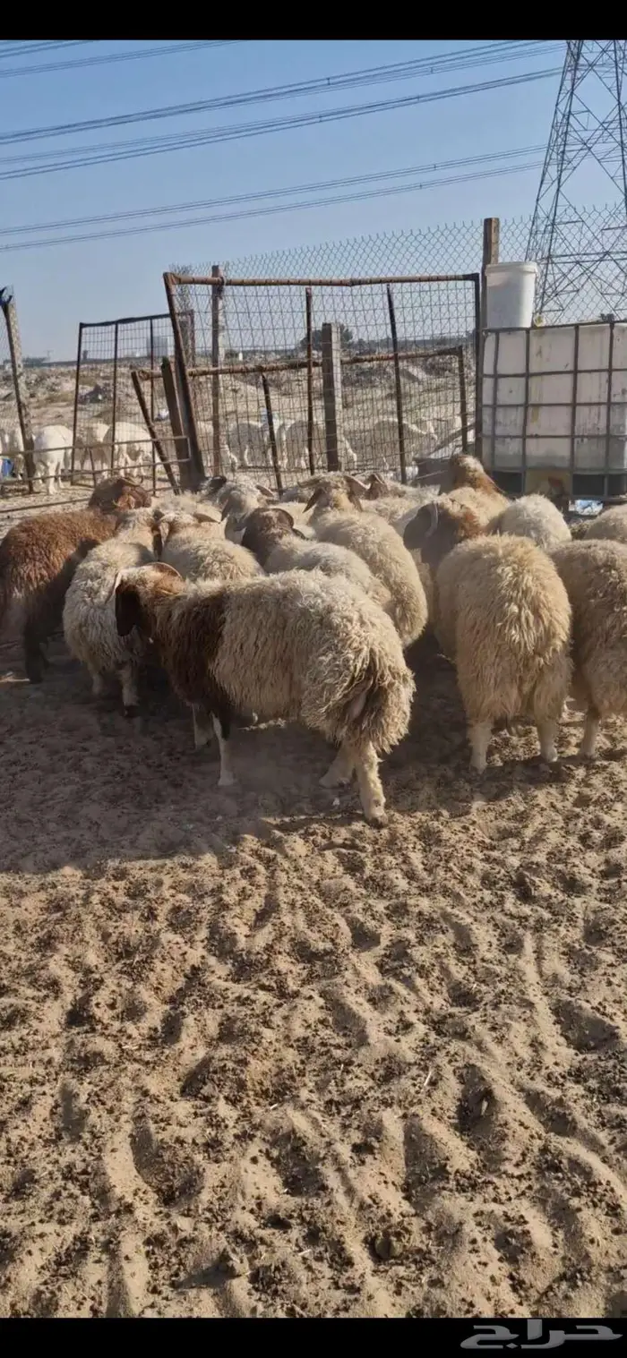 ذبايح نعيم حري تيوس 21