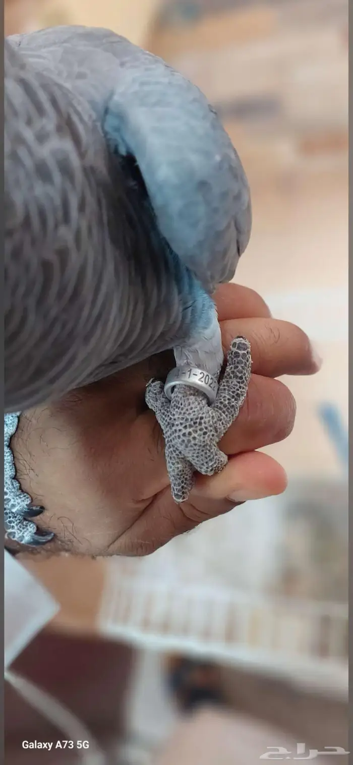 ببغاء كاسكو 0