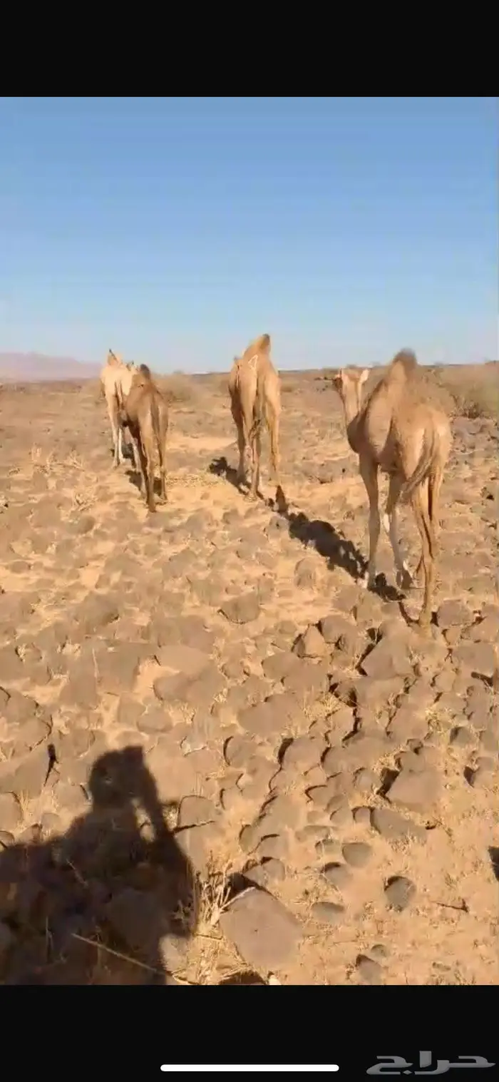 بكرتين 0