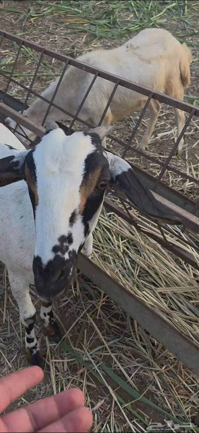 جفرة بيشية فاخره 1