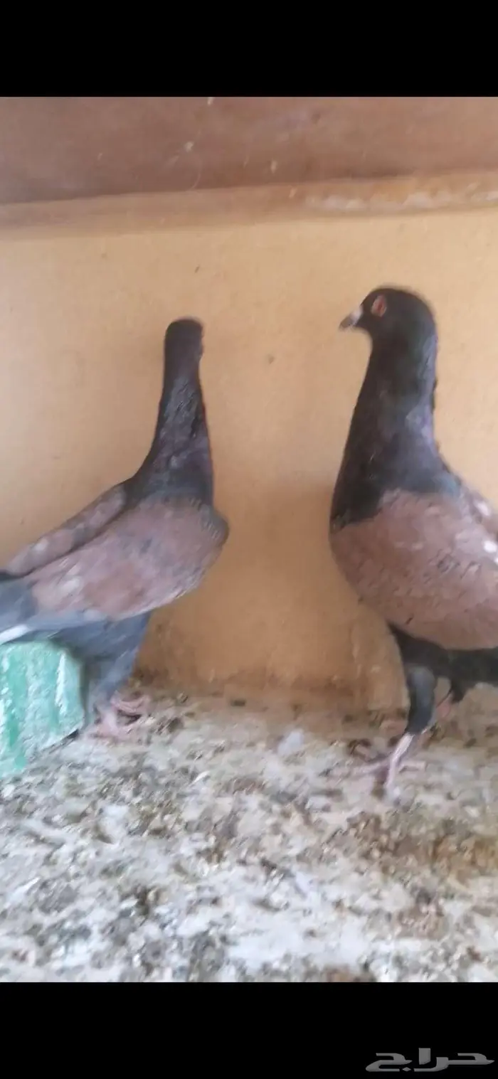 للبيع جوز قرنفلي 2