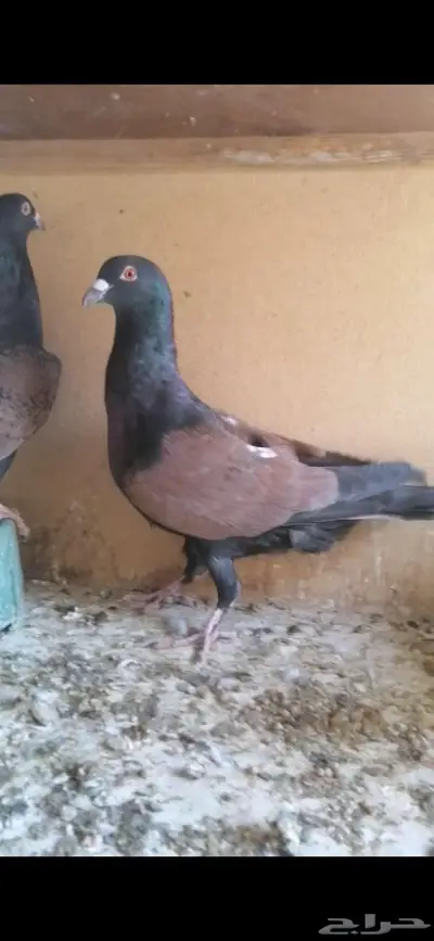 للبيع جوز قرنفلي index