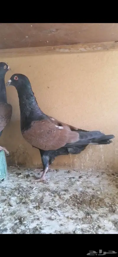 للبيع جوز قرنفلي index