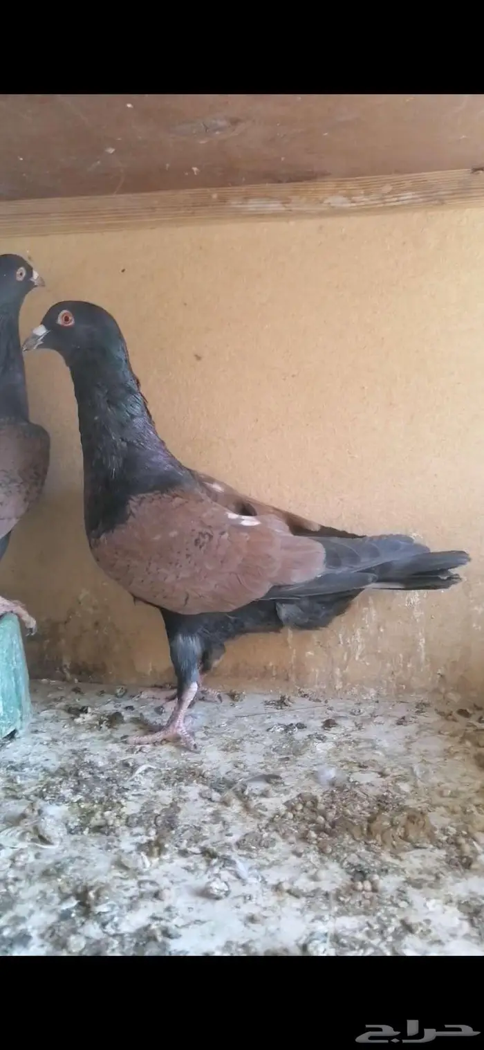 للبيع جوز قرنفلي 1