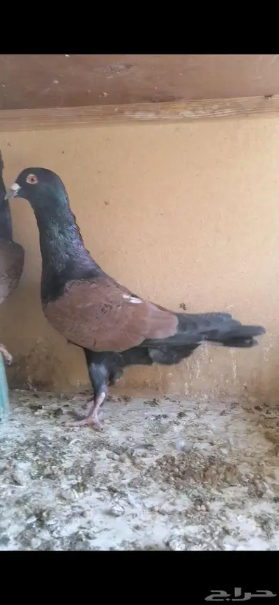 للبيع جوز قرنفلي index