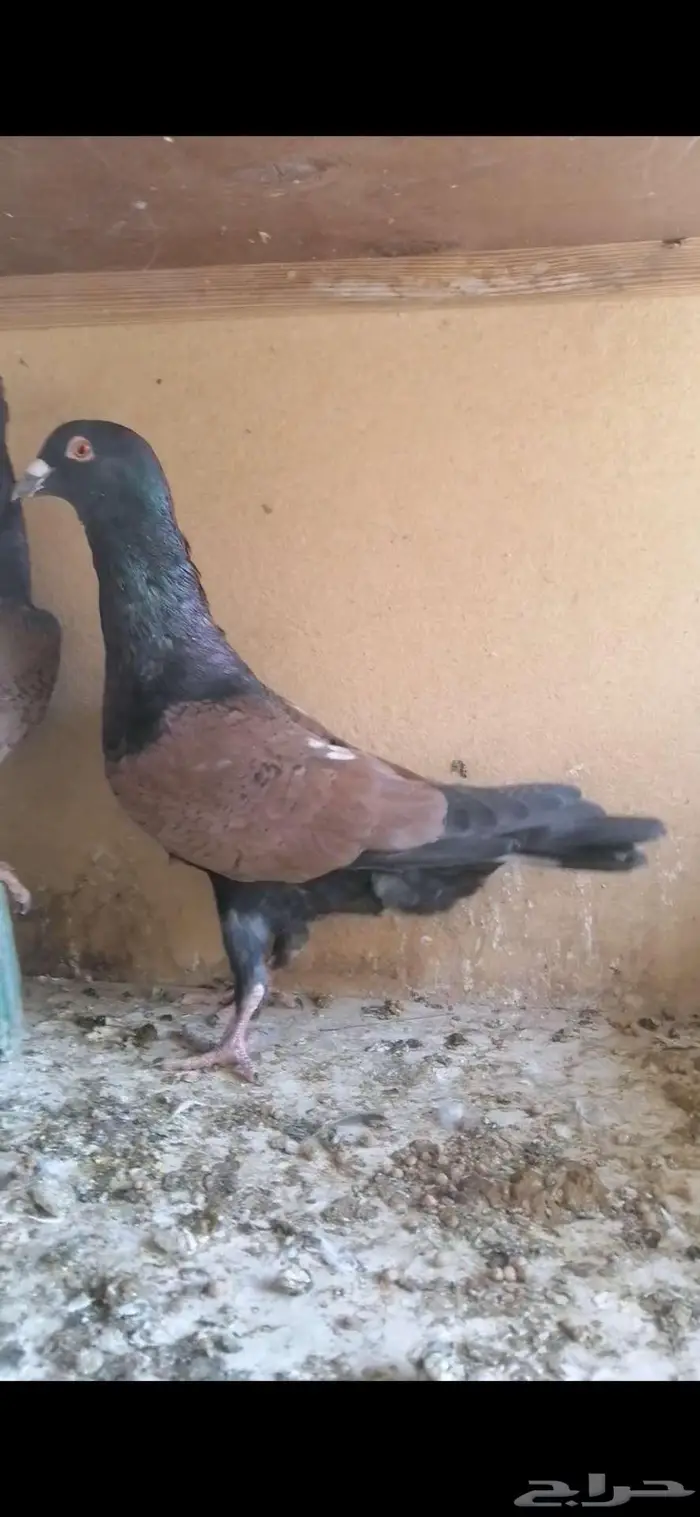 للبيع جوز قرنفلي 4