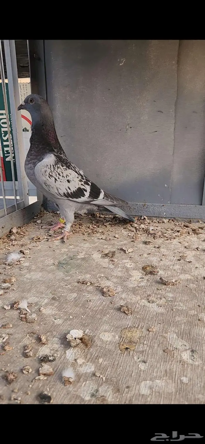فردة زاجل سباق بشهايد الاهل 2