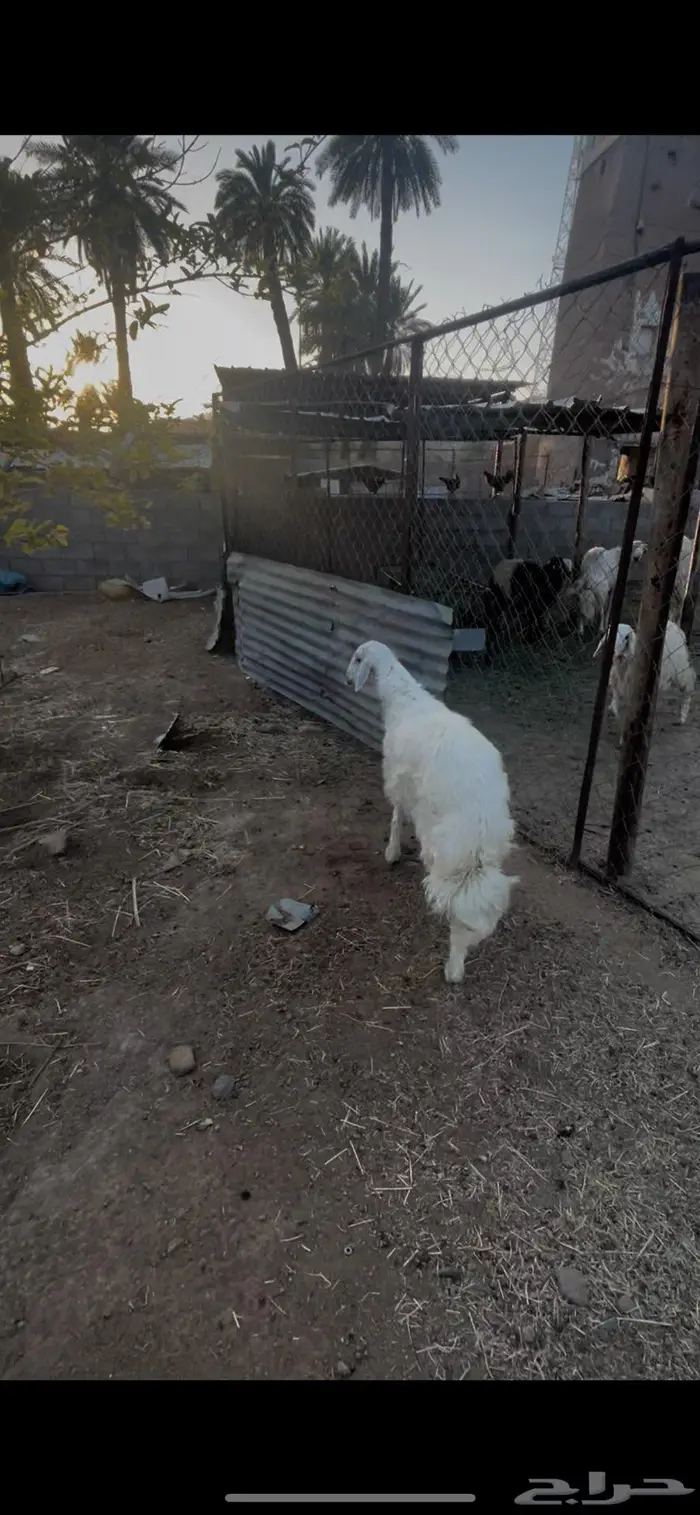 تم البيع خارج الموقع مبدا ولاكرامة سمين ونظيف شرط 0