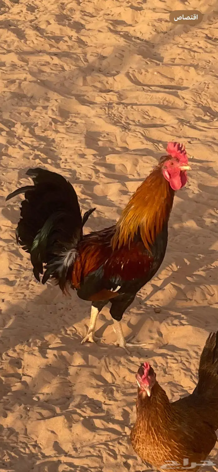 ديك عربي ترثه 0