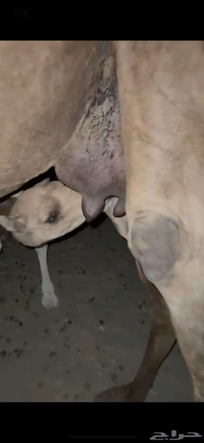 خلفه ساحليه حمرا منيحه 2