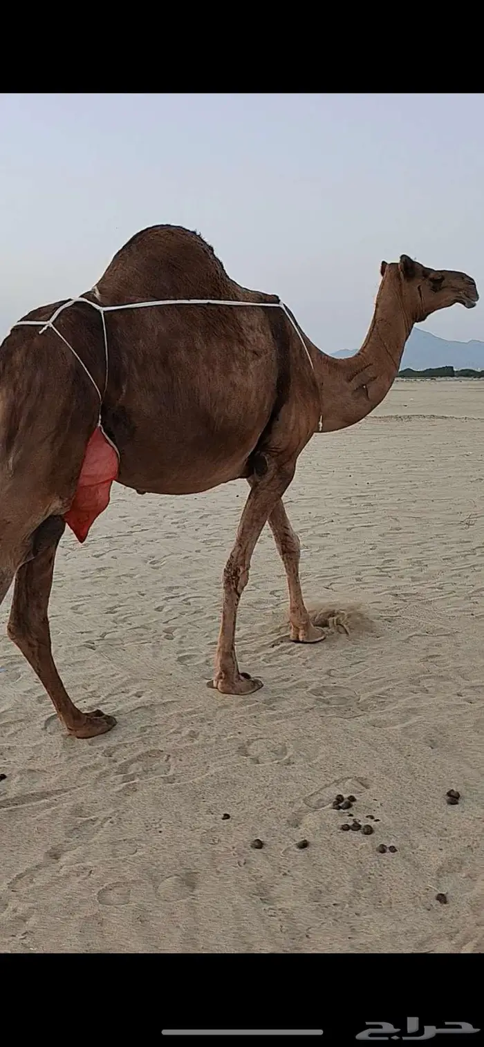 خلفه ساحليه حمرا منيحه 1