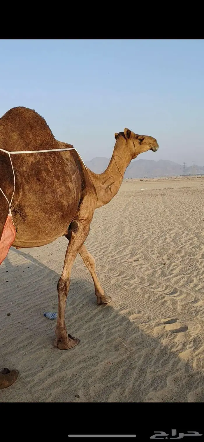 خلفه ساحليه حمرا منيحه 4