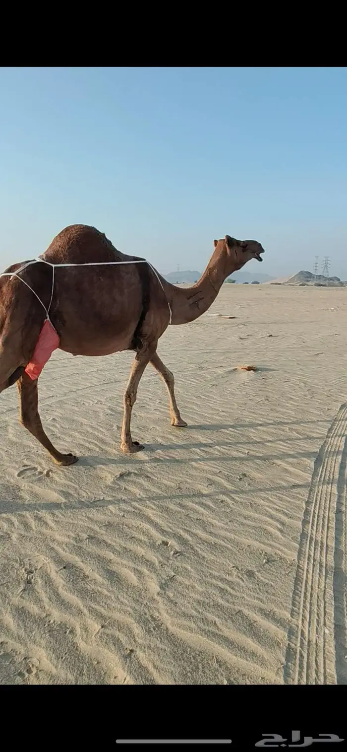 خلفه ساحليه حمرا منيحه 3