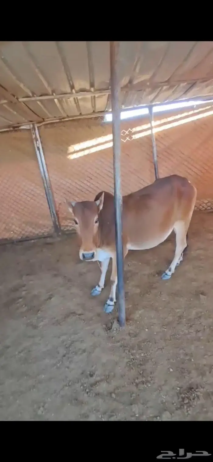 حسيلة للبيع 0