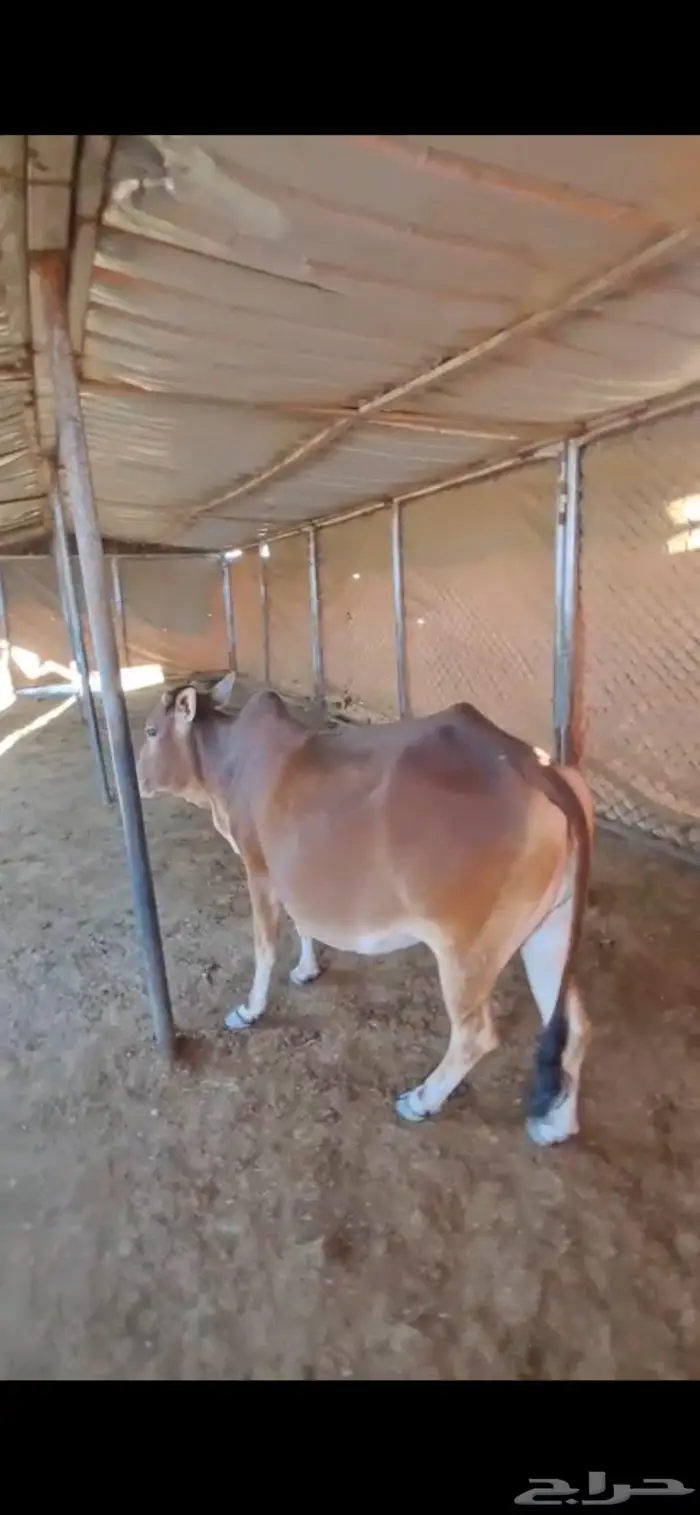 حسيلة للبيع 2