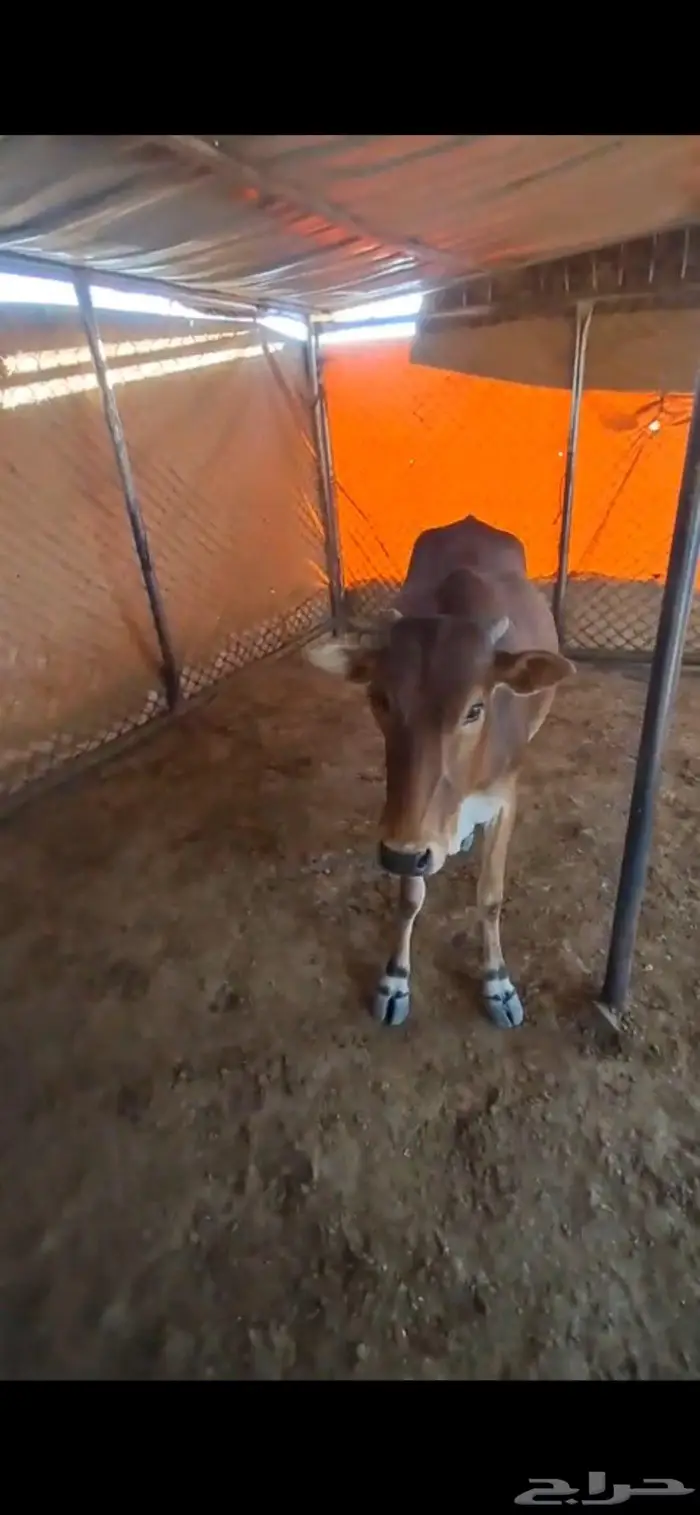 حسيلة للبيع 3