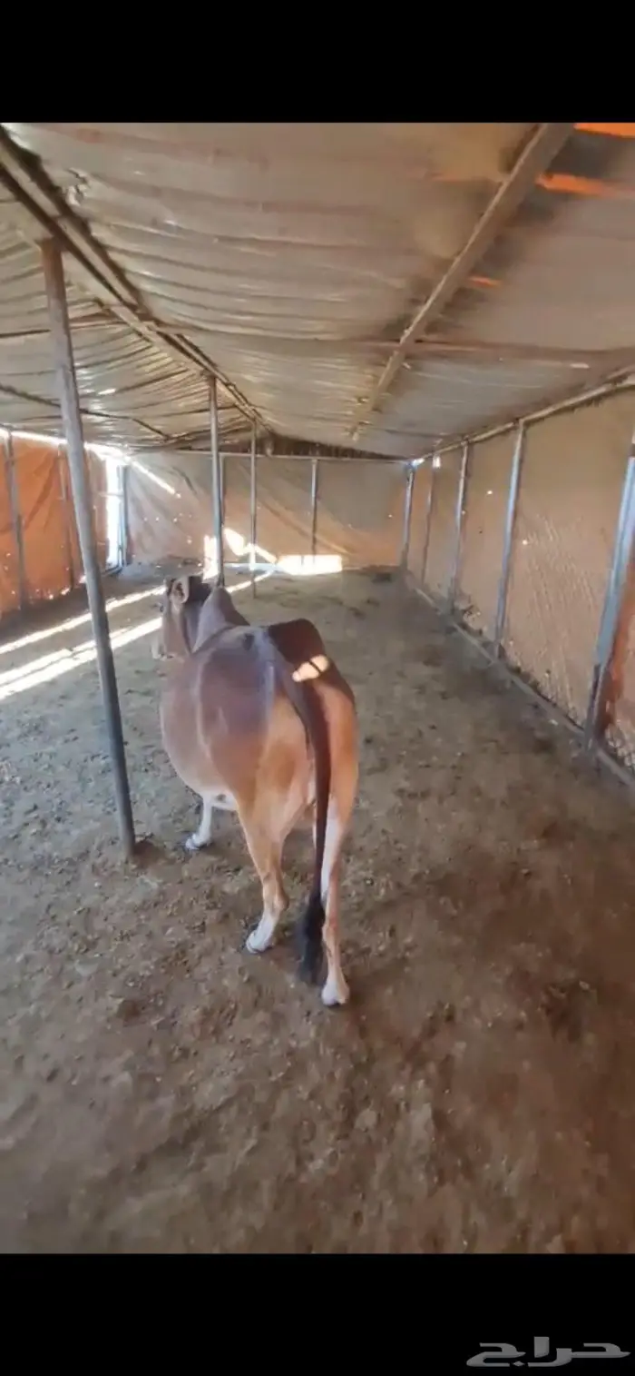 حسيلة للبيع 1