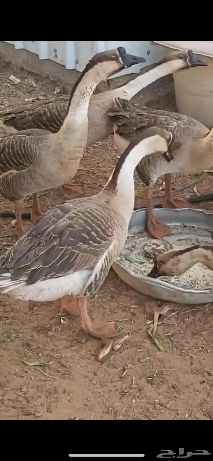 وز عراقي منتج عدد 8 0