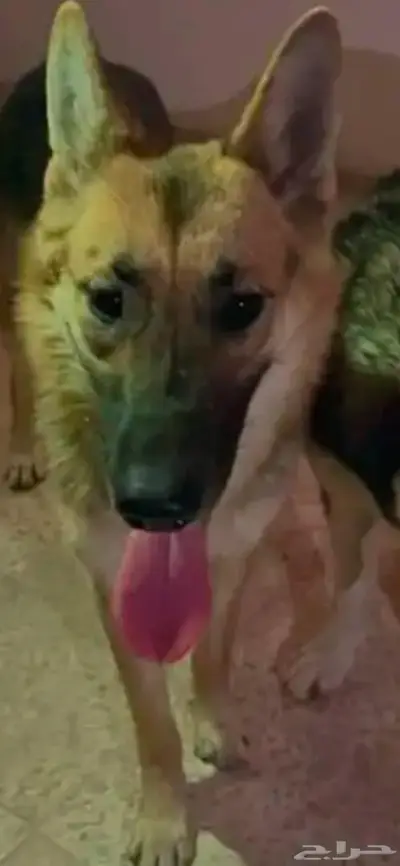 جيرمن انثى وجرو ذكر index