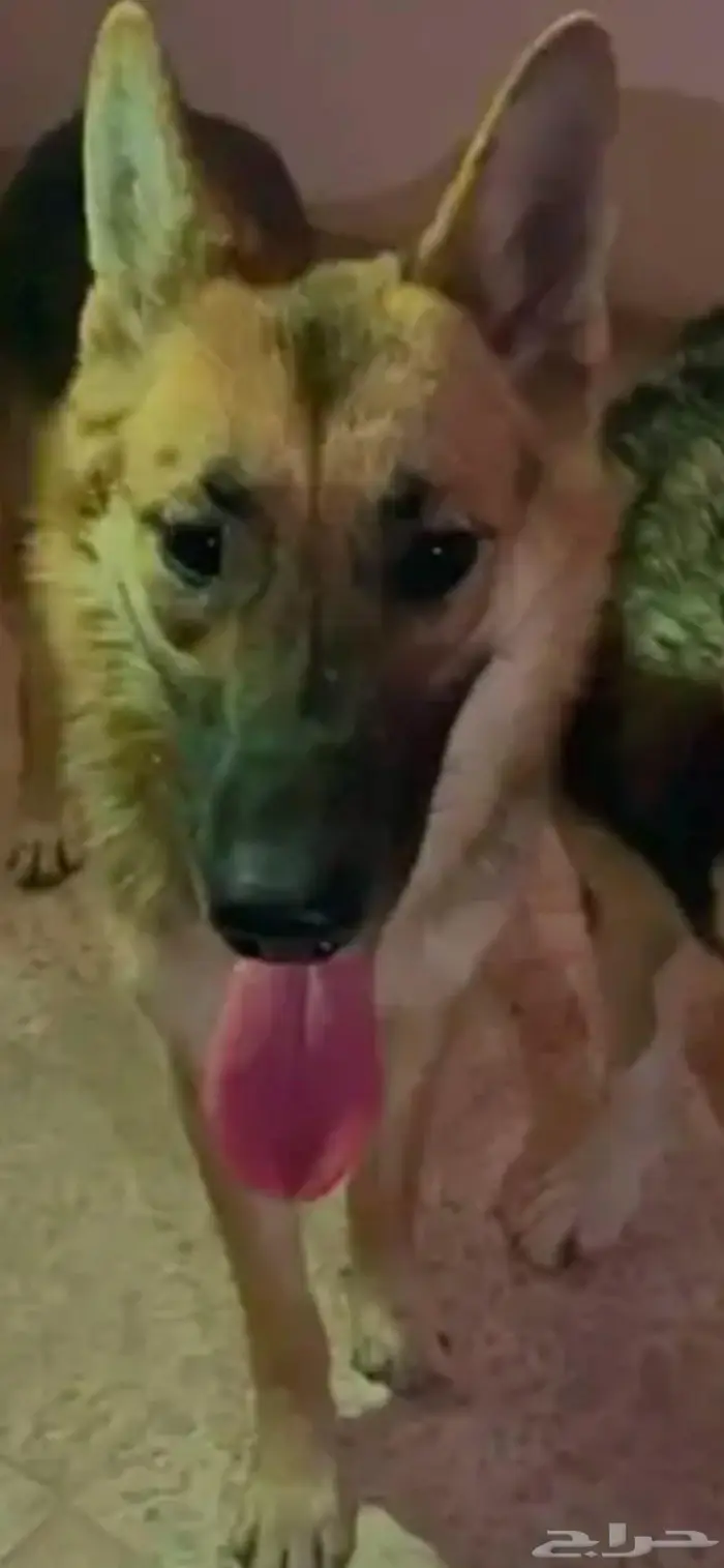 جيرمن انثى 0