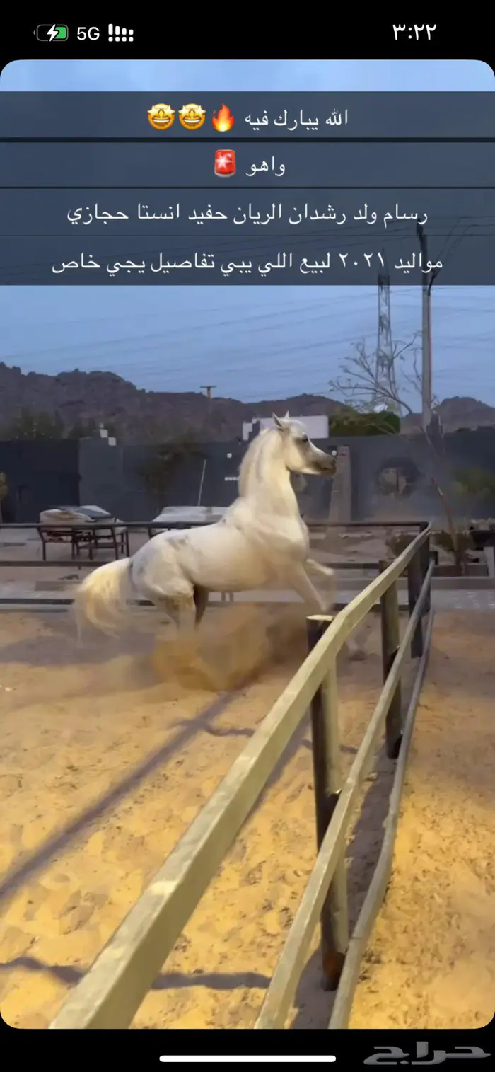 خيل واهو للبيع 0