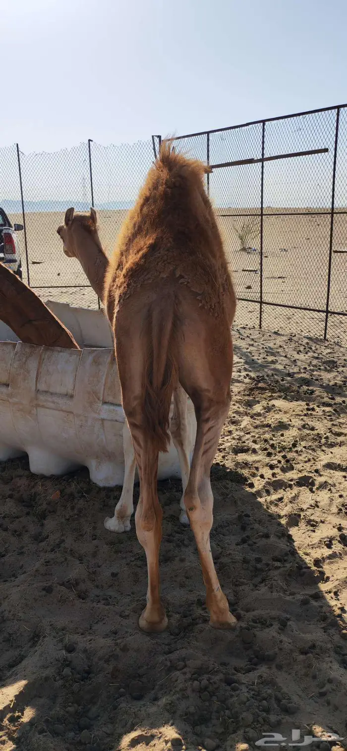 خلفه ساحليه حمرا منيحه 6