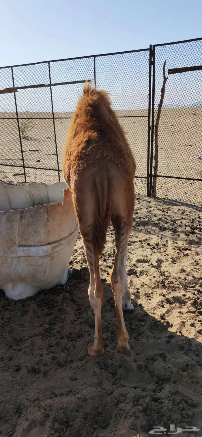 خلفه ساحليه حمرا منيحه 5