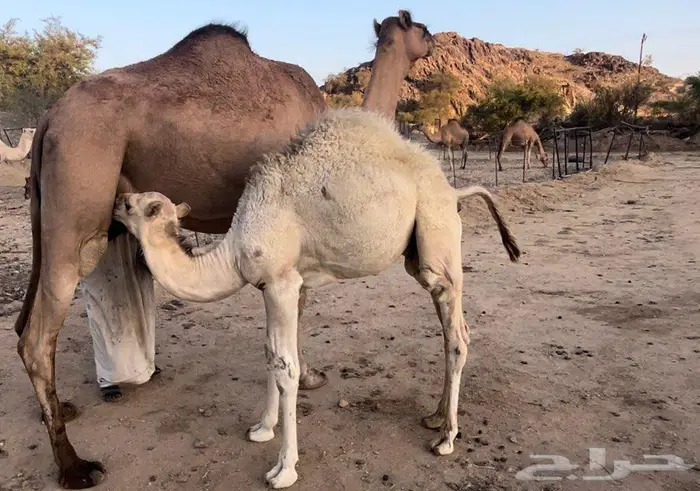 خلفه ساحلية رباع تحتها قعود حليب سكر 0