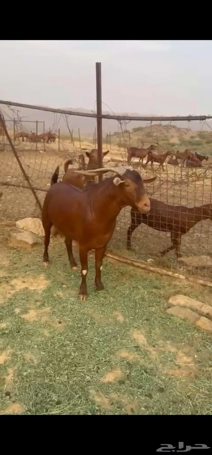 تيس ادهم فحل للبيع 0