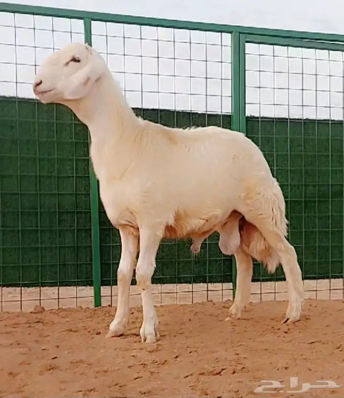 مشروع فحل صنف 0