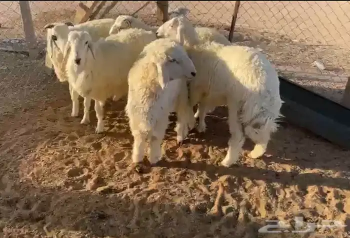 طليان ذبايح 0