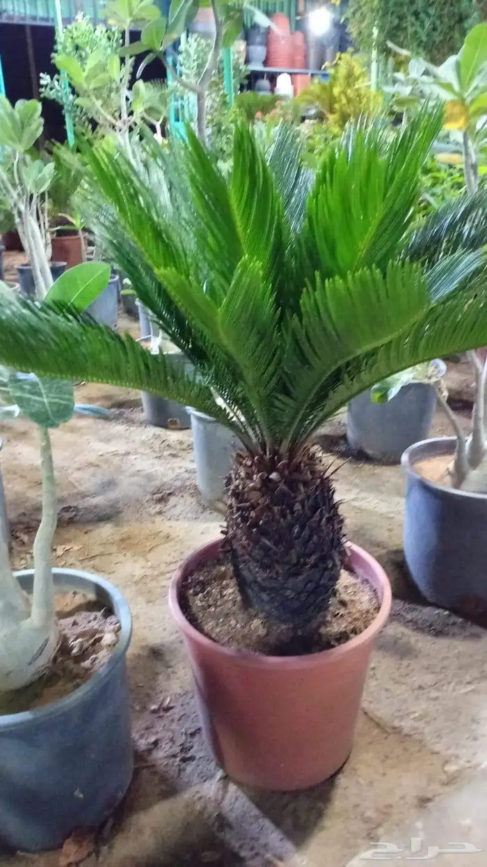 تنسق حدائق وشبكه الرأي 5