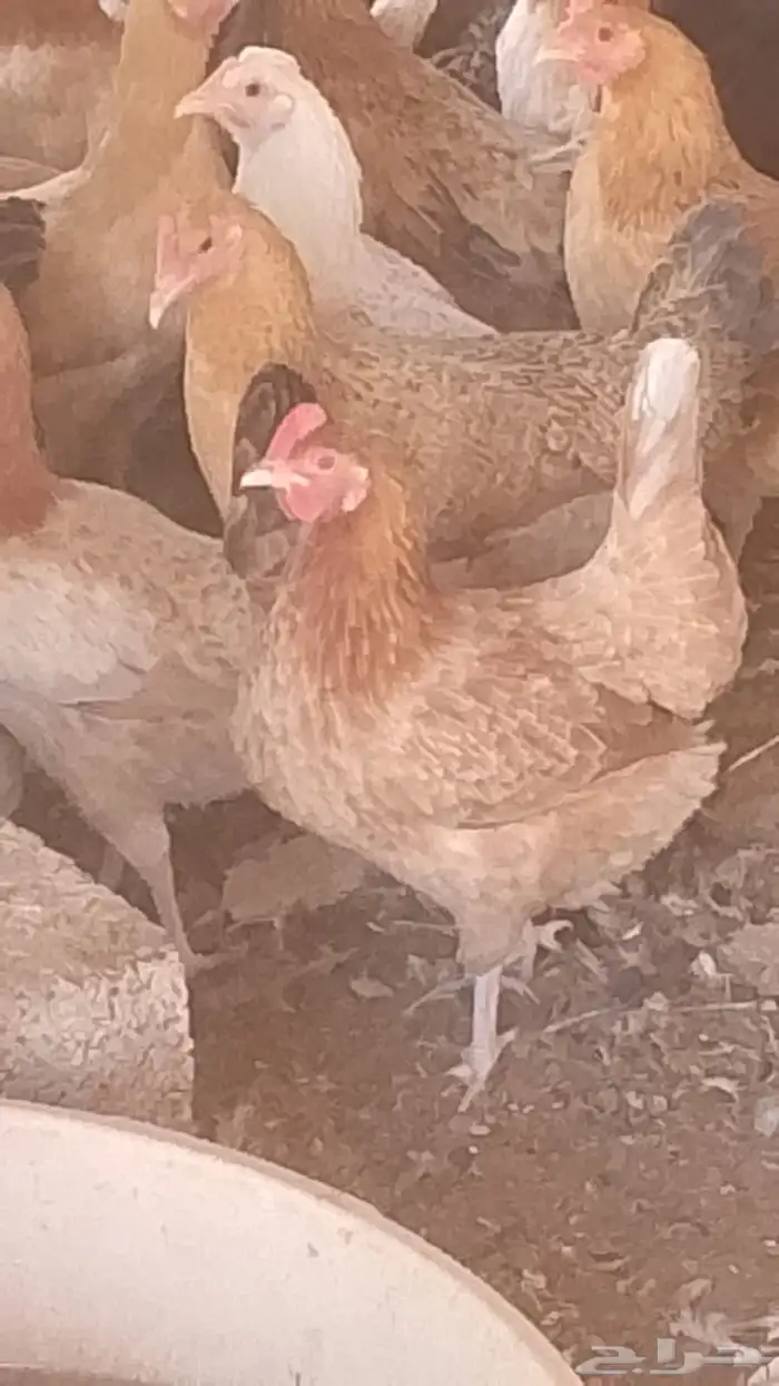 دجاج بلدي بياض 0
