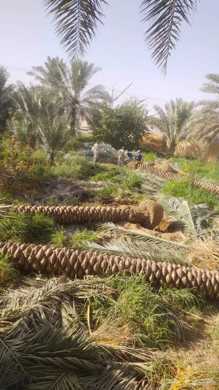 تكريب وتنضيف الشنطني والعربي في مناطق الرياض 2